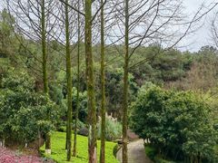 -铁山坪森林公园