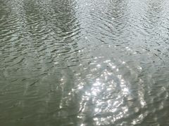 -青枫公园