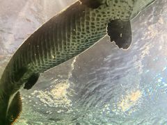 -上海海洋水族馆