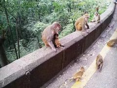 -黔灵山公园