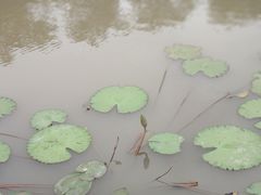 -大湾区中央湿地公园
