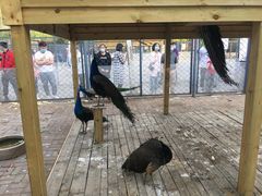 -长白岛森林公园