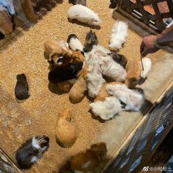 -酷嗒动物文化乐园(cutezoo西溪乐天城店)