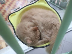 -有猫主题·治愈系猫咖(曾厝垵店)