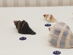 -青岛贝壳博物馆