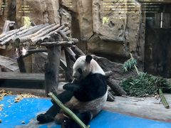 -成都动物园