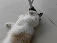 -怪兽屋·羊驼·猫咖·狗咖(俊华广场店)