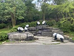 -都江堰中华大熊猫苑