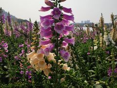 -顺峰山公园