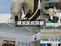 -凯瑞希宠物医院·狂犬免疫·微创·皮肤科