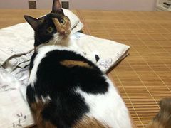 -莘程宠物医院(金山店)