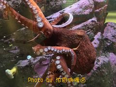 -西雅图水族馆