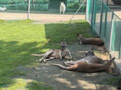 -西霞口神雕山野生动物世界