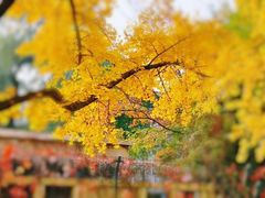 -三里屯东五街银杏大道