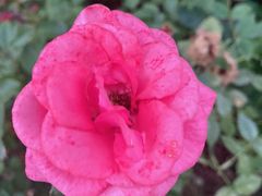 -新虹桥中心花园