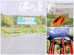 -微山湖红荷湿地景区