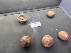 -大连自然博物馆