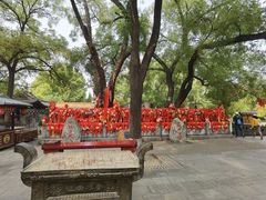 -大槐树寻根祭祖园