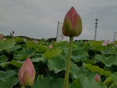 -嘉北郊野公园