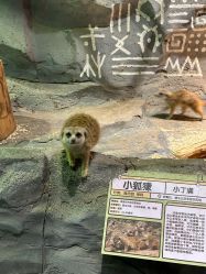 -Zoolung Zoolung动物主题公园(海信广场店)