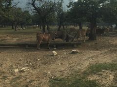 -西安秦岭野生动物园