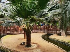 -呀路古热带植物园