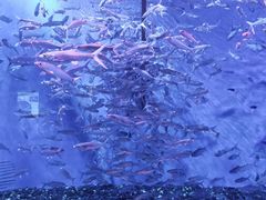 -成都浩海立方海洋公园