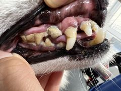 -宠福鑫康馨动物医院·骨科·眼科