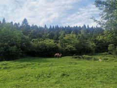 -武陵山森林公园