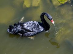 -烟墩角天鹅湖