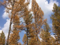 -塞罕坝国家级自然保护区