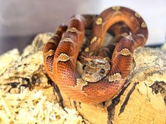 -帕帕拉兹宠物(亚洲旗舰店)