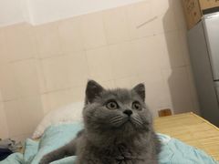 -lincat·猫舍(广州店)