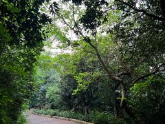 -深圳仙湖植物园