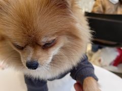 -怪兽屋·羊驼·猫咖·狗咖(俊华广场店)