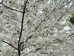 -西北湖绿化广场