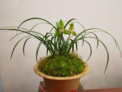 -金陵花卉交易市场