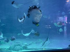 -烟台海昌鲸鲨海洋公园
