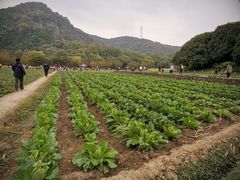 -八卦田遗址公园