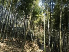 -上海佘山国家森林公园天马山园