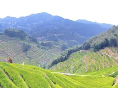 -紫鹊界梯田景区