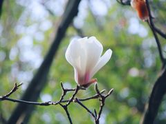 -八大山人梅湖景区