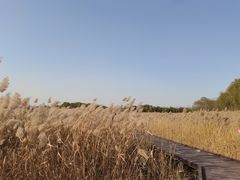 -西青郊野公园