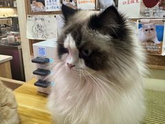 -滚猫咖啡·猫咖·猫友好撸猫(未来城店)