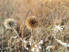 -白草畔自然风景区