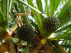 -红色娘子军纪念园