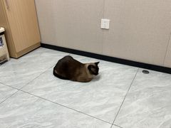 -瑞鹏宠物医院·骨科·猫科·内科(第一中心)