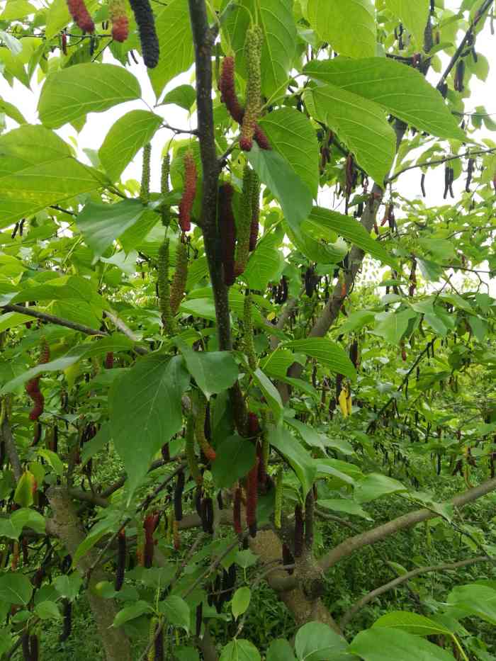 花香蜜桑-"第一次吃这种长桑葚 很好吃 比一般的都要.