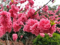 -桃花岛景观公园