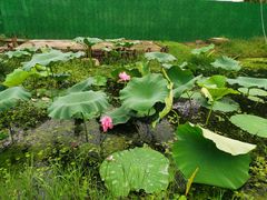 -七的湖·晚芳亭·阳澄湖农家菜·大闸蟹(莲花岛店)